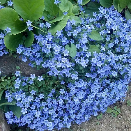 Luna Apartamento Opatija