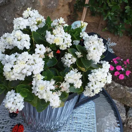 Luna Opatija